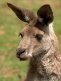 Grey Kangaroo, Australia