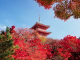 Buy Autumn, Kyoto, Japan at AllPosters.com