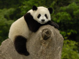Giant Panda Baby, Wolong China Conservation and Research Center for the Giant Panda, China