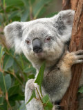Koala, Australia