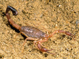 Scorpion, Ankarana Special Reserve, Madagascar