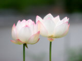 Buy Flower, Kyoto, Japan at AllPosters.com