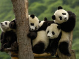 Giant Panda Babies, Wolong China Conservation and Research Center for the Giant Panda, China