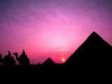 Colorful Sunset Silhouetting Men and Camels at the Great Pyramids of Giza, Egypt