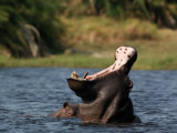 Hippopotamus, Okavango Delta, Botswana