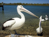 Australian Pelican, Australia