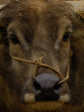 Water Buffalo in Hani Village, Yuanyang, Yunnan Province, China