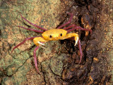 Terrestrial Arboreal Crab, Ankarana Special Reserve, Madagascar