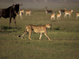 Cheetah, Masai Mara Game Reserve, Kenya