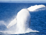 Humpback Whale Breaching, Hervey Bay, Queensland, Australia