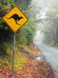 Buy Road through Rainforest, Lamington National Park, Gold Coast Hinterland, Queensland, Australia at AllPosters.com