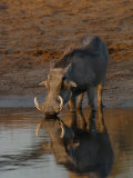 Warthog, Savuti Channal, Botswana