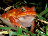 Tomato Frog, Madagascar
