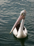 Pelican, Sydney Harbor, Australia