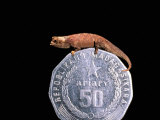Brookesia Chameleon, Masoala Peninsula, Madagascar Photographic Print