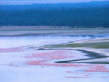 Flocks of Lesser Flamingos, Lake Nakuru, Kenya
