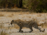 Leopard Female Stalking, Mombo Area, Chief's Island, Okavango Delta, Botswana