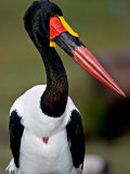 Saddle-Billed Stork Portrait, Tanzania