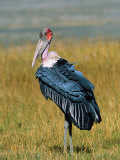 Marabou Stork, Kenya