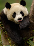 Giant Panda Family, Wolong China Conservation and Research Center for the Giant Panda, China