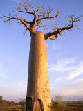 Buy Giant Baobab Tree, Morondava, Madagascar at AllPosters.com