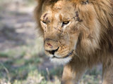 Battle-Scarred Lion Portrait, Tanzania