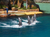 Dolphins, Sea World, Gold Coast, Queensland, Australia