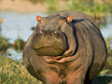 Hippopotamus, Tanzania