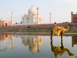 Young Boy on Camel, Taj Mahal Temple Burial Site at Sunset, Agra, India