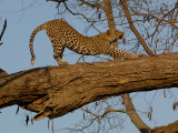 Leopard Female Stretching, Savuti Channal, Linyanti Area, Botswana
