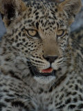 Leopard Female Cub, Savuti Channal, Linyanti Area, Botswana