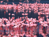 Lesser Flamingos, Lake Nakuru, Kenya