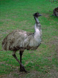 Emu Portrait, Australia
