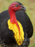 Australian Brush-Turkey, Australia