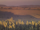 Buy Landscape View, Serengeti National Park, Tanzania at AllPosters.com