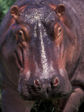 Hippo, Amboseli National Park, Kenya