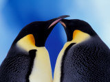 Buy Emperor Penguin Pair, Antarctica at AllPosters.com