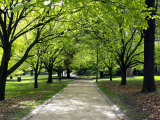 Pathway and Trees, Kings Domain, Melbourne, Victoria, Australia
