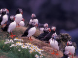 Atlantic Puffin, Iceland