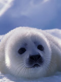 Buy Harp Seal, Iles de la Madeleine, Quebec, Canada at AllPosters.com
