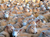Buy Mob of Sheep in Yard at AllPosters.com