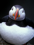 Atlantic Puffin, Iceland