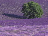 Buy Lavender Fields, Sault, Provence, France at AllPosters.com