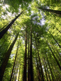 Redwood Forest, Rotorua, New Zealand