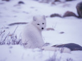 Arctic Fox, Churchill, Manitoba, Canada