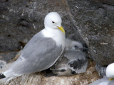 Anarstapi Fishing Village, Kittiwake, Snaefellsnes Peninsula, Iceland