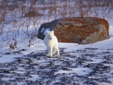 Arctic Fox, Churchill, Manitoba, Canada