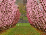 Orchard in Spring, Cromwell, Central Otago, South Island, New Zealand