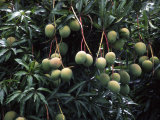 Mangoes, Fiji