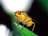 Dung Fly, Pennsylvania, USA